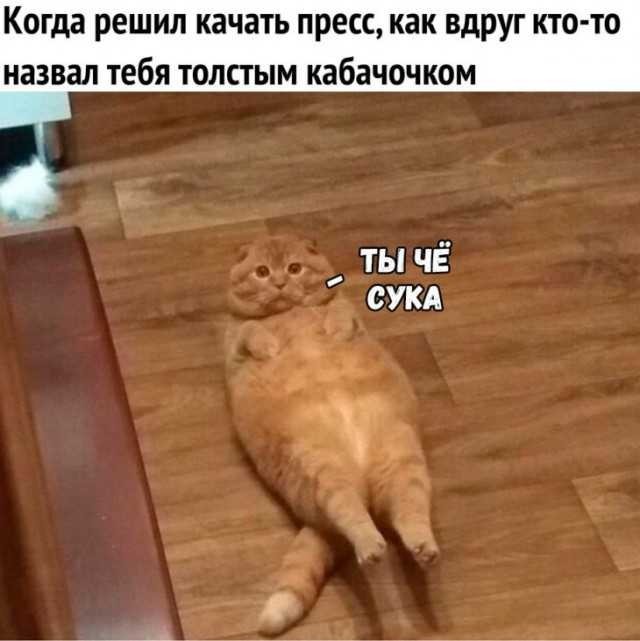 Ленивые и прекрасные: как выглядят лучшие в мире толстые коты