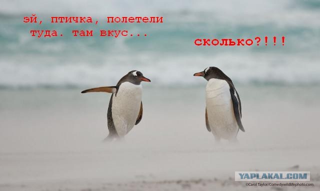 Эти забавные животные