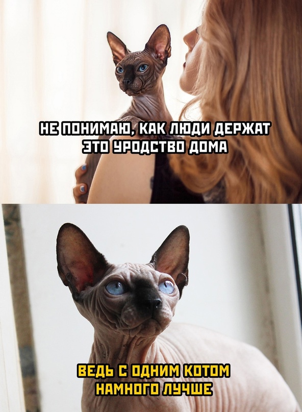 Картинки и мемы для настроения  - 31