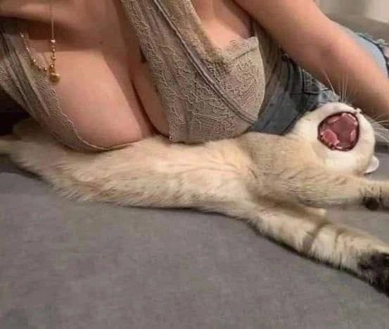 К вопросу о котах