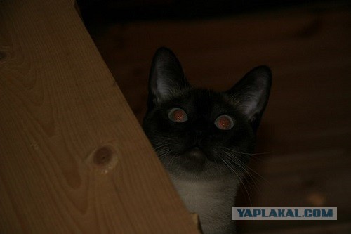 Котовторник 16.04.2013