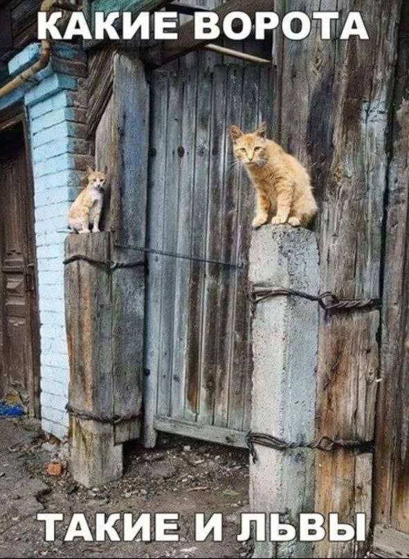 К котовторнику: подборка картинок-баянов с котиками и про котиков. Выпуск 8