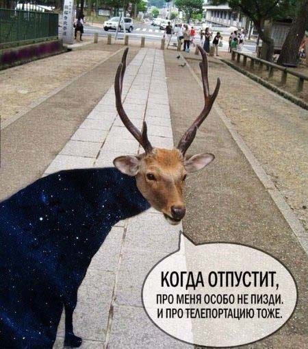 Сеня, дичь!