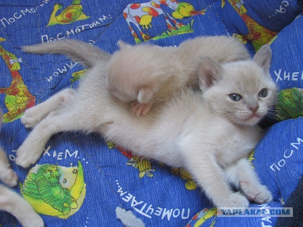 Котовторник 25.06.2013