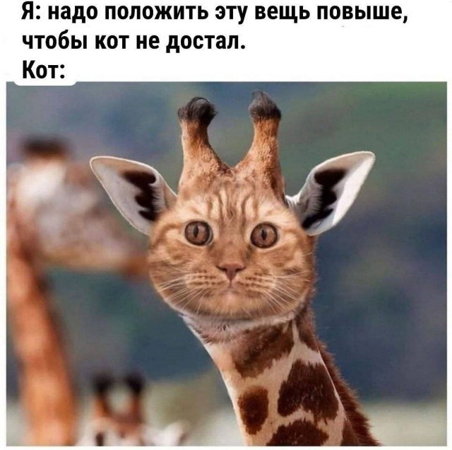 К котовторнику: подборка картинок-баянов с котиками и про котиков. Выпуск 27.