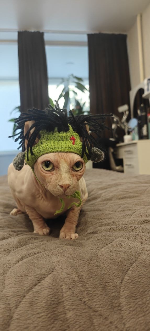 В защиту кошек породы Сфинкс канадский...