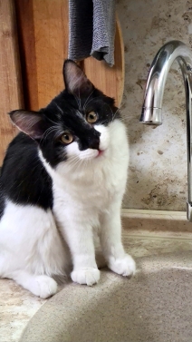 А котовторник уже пришёл?