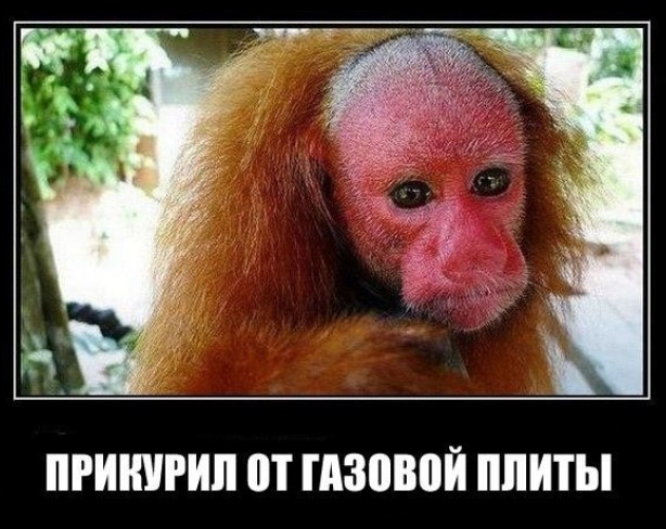 Картиночки, баянчики в начале мая