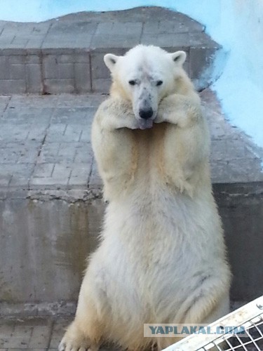 В Новосибирском зоопарке