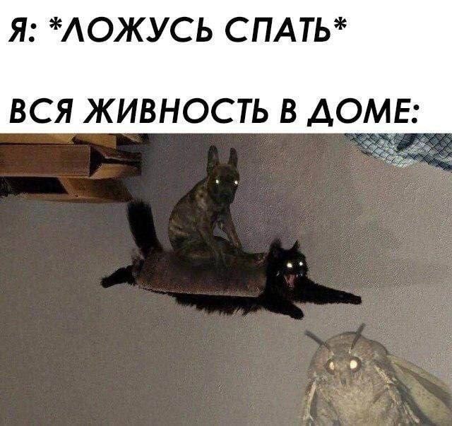 К котовторнику: подборка картинок-баянов с котиками и про котиков. Выпуск 40.
