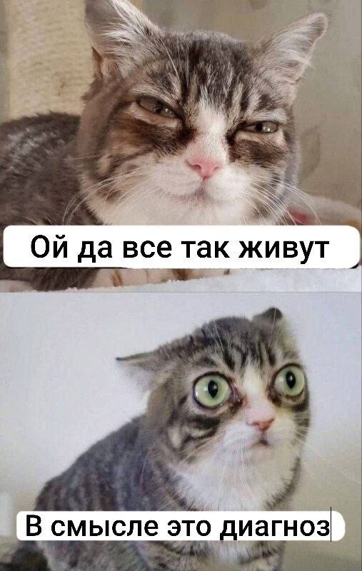 мемчики