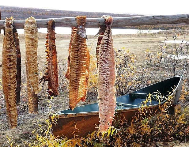 Что едят на крайнем севере?