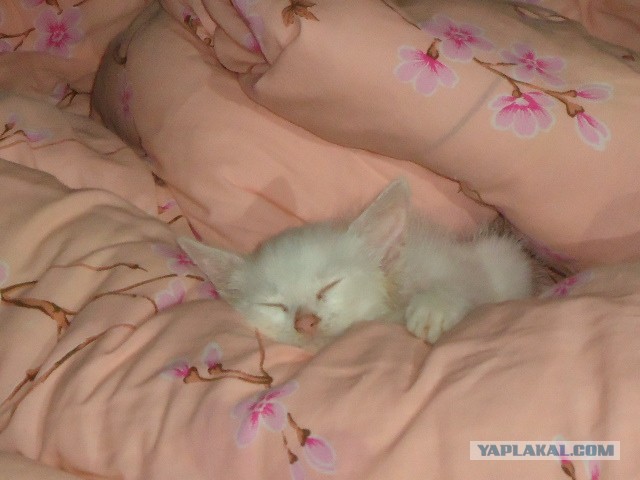 Котейка, который не знает как лежат котейки