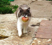 Коты ученых