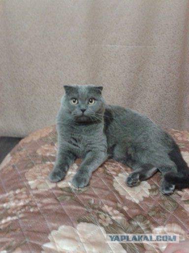 Котовторник 25.02.2014
