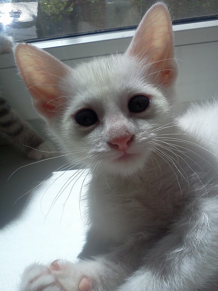 Котовторник  08.04.2014