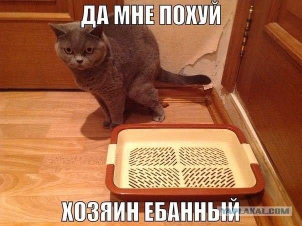 Смешные комментарии из соц сетей
