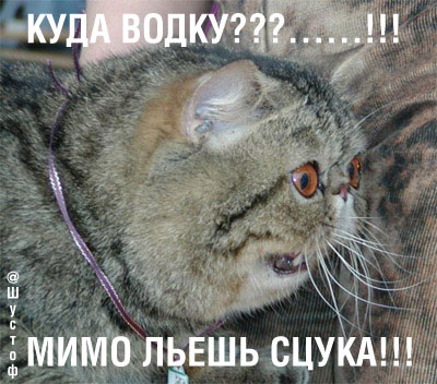 Забавные картинки из интернетов