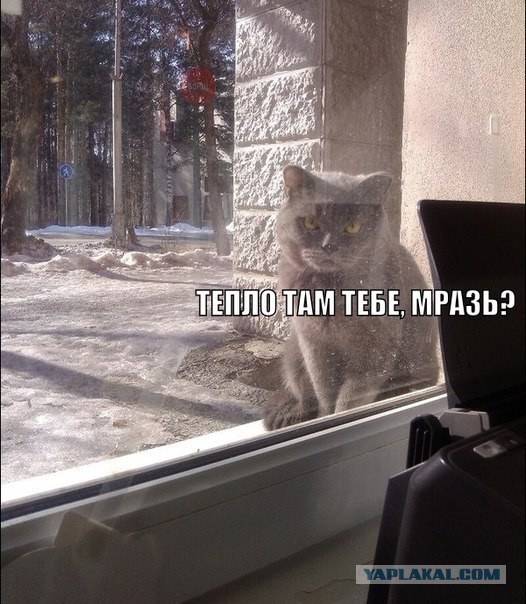 Прикольные картинки из сети