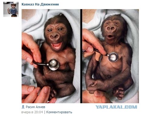 Привет от Магомеда