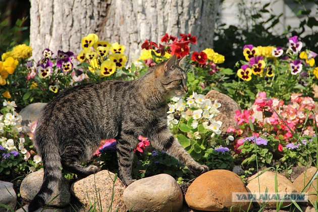 Котовторник 14.07.2015