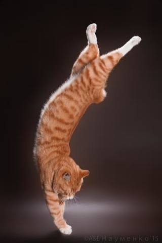 17 фотографий котов