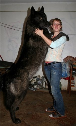 В родственниках явно есть волки