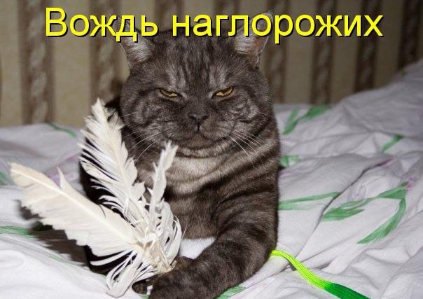 Картинки и демотиваторы
