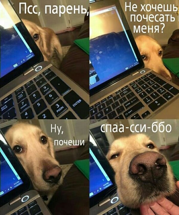 Картинки для поднятия настроения - 4