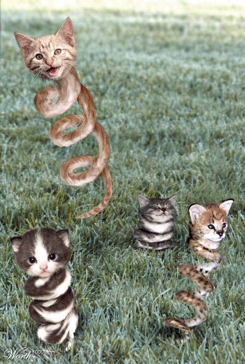 Дюжина кошаков