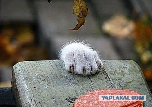 Коты, которые пытались что-то украсть