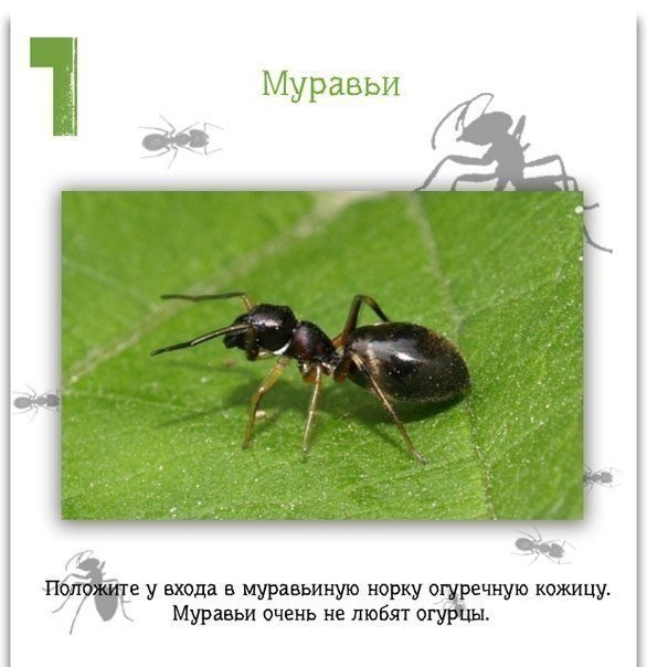 Ассорти картинок из сети