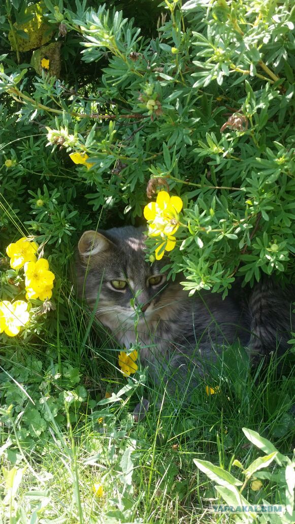 Котовторник 26.07 2016