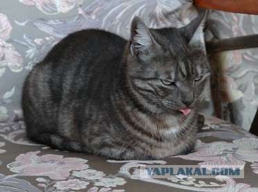 Котовторник 26.07 2016