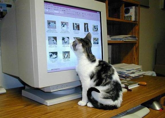 Коты из сети
