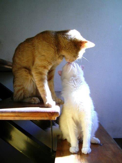 Коты из сети