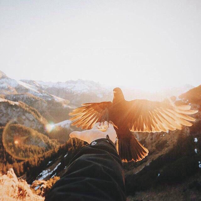 Самые смешные животные