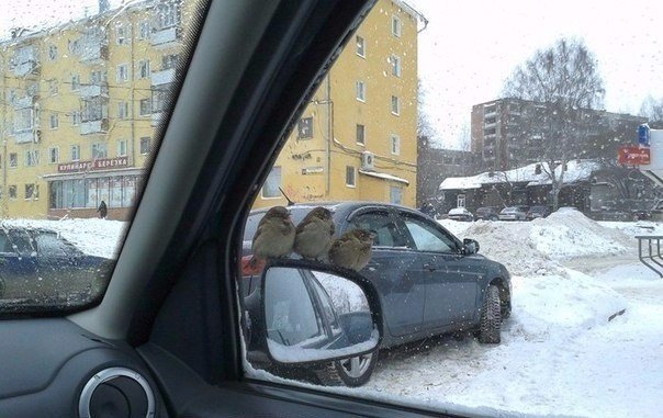 Подборка забавных животных