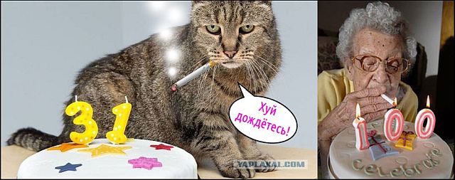 Я не умею рисовать котов? Да ладно...