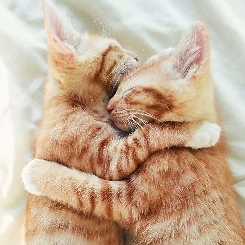 Коты и Кошки