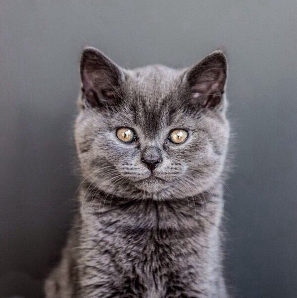 Коты и Кошки