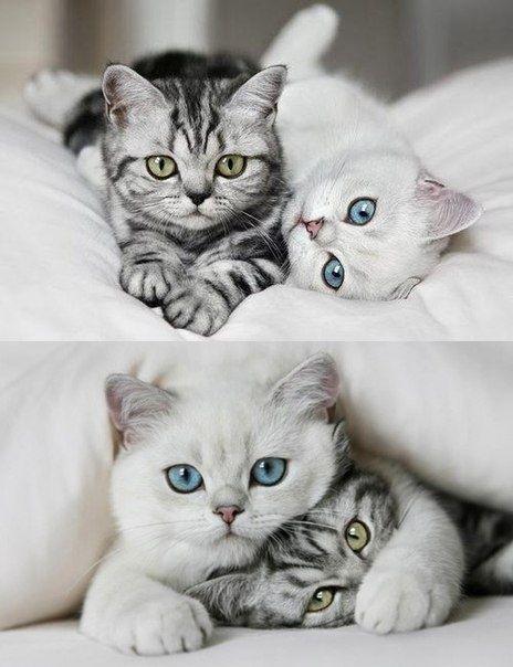 Коты и Кошки