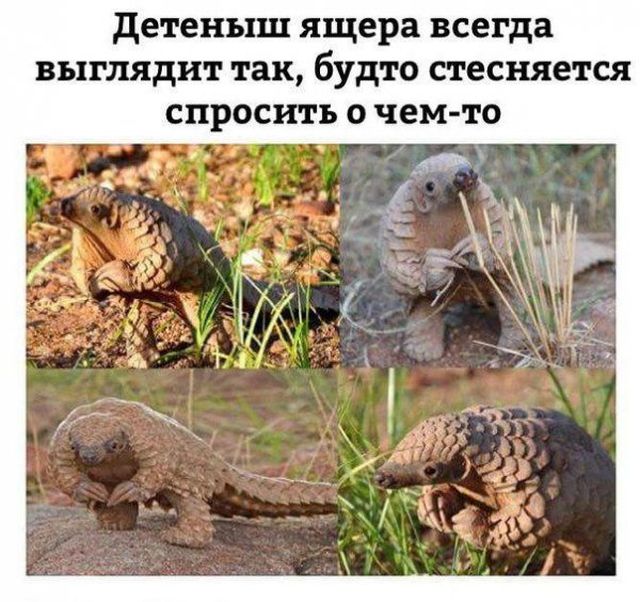 Живность из сети