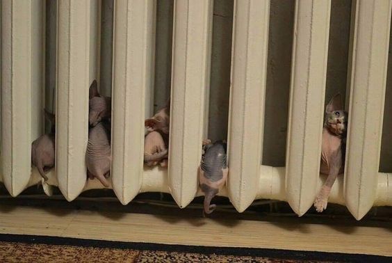 Как спят наши странные коты
