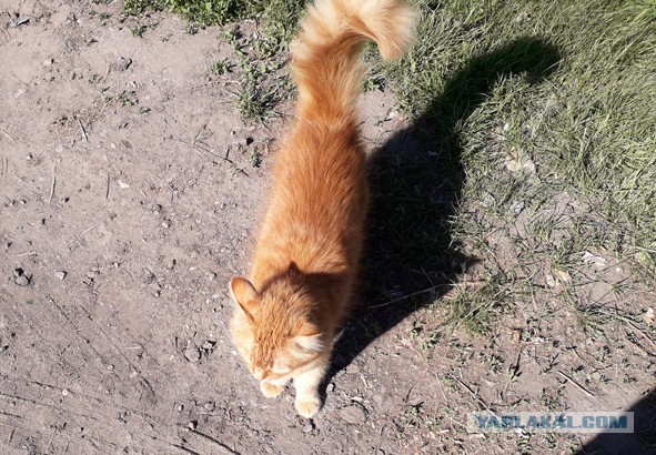 Котовторник 05.06.2018