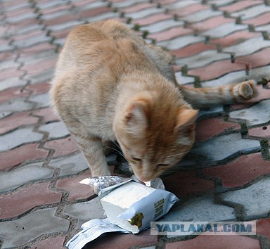 Ура, котовторник! (01.07.2008)