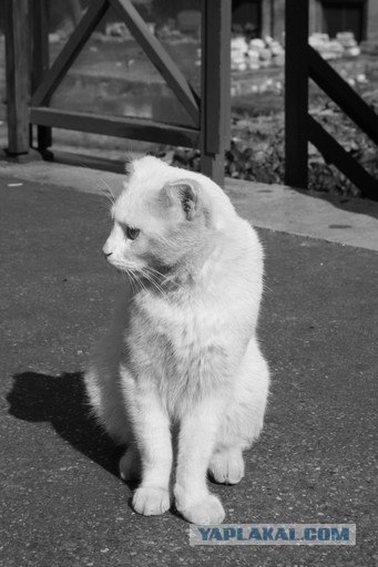 Котовторник (13.01)