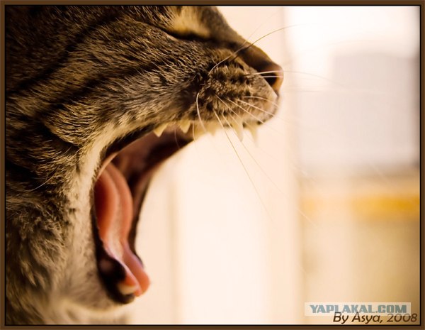 Котовторник ужасов (36 фот)