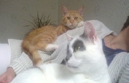 Котовторник 11.09.18.