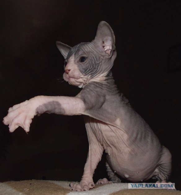 Коты - нинзя